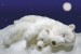 Wallpapers mural sleeping white bears