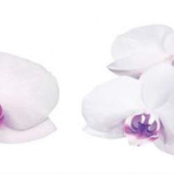 Wall murals for a kitchen lined white orchids with pink