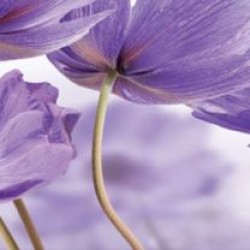 Wall murals for a kitchen field beautiful purple flowers