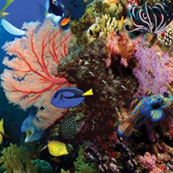 Wall murals for a kitchen water bottom fish