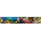 Wall murals for a kitchen water bottom fish