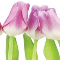 Wall murals for a kitchen with pink tulips