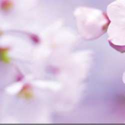 Photo mural for a kitchen spring colour in pink Photo mural for a kitchen spring colour in pink