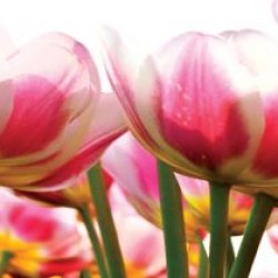 Wall murals for a kitchen with tulips in a garden
