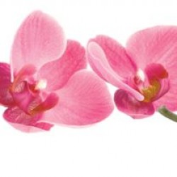 Wall murals for a kitchen garland from pink orchids