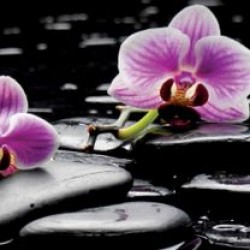Photo mural for a kitchen pink orchids black background Photo mural for a kitchen pink orchids black background