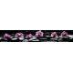 Photo mural for a kitchen pink orchids black background Photo mural for a kitchen pink orchids black background