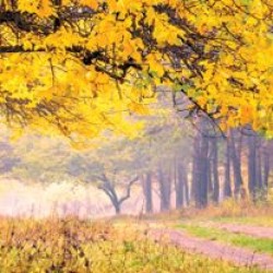 Wall murals for a kitchen autumn forest