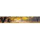 Wall murals for a kitchen autumn forest