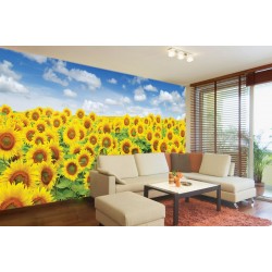 Wall mural sunflowers field maxi size