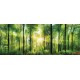Wall mural green sunny forest maxi size Wall mural green sunny forest maxi size