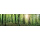 Wall mural maxi maxi view panorama green forest 2 Wall mural maxi maxi view panorama green forest 2