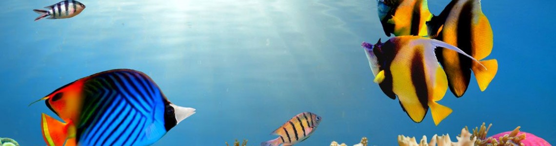 Water and sea bottom